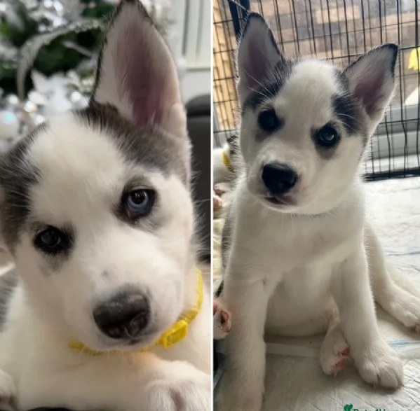 disponibili per l'adozione cuccioli di Husky di alta qualit&agrave;.