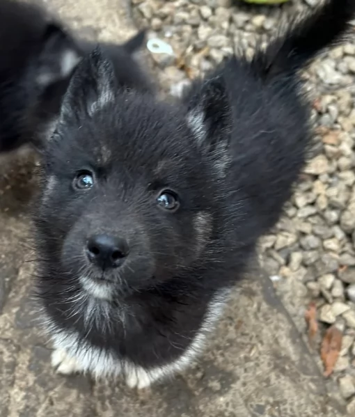 disponibili per l'adozione cuccioli di Husky di alta qualit&agrave;. | Foto 5
