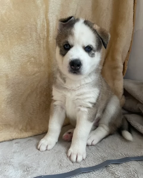 disponibili per l'adozione cuccioli di Husky di alta qualit&agrave;. | Foto 3