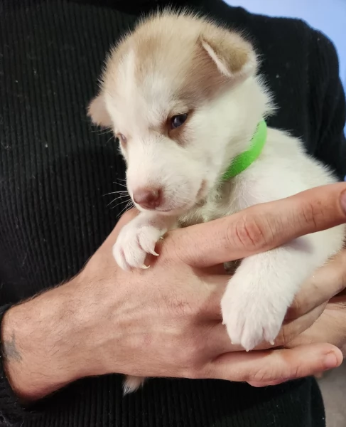 disponibili per l'adozione cuccioli di Husky di alta qualit&agrave;. | Foto 6