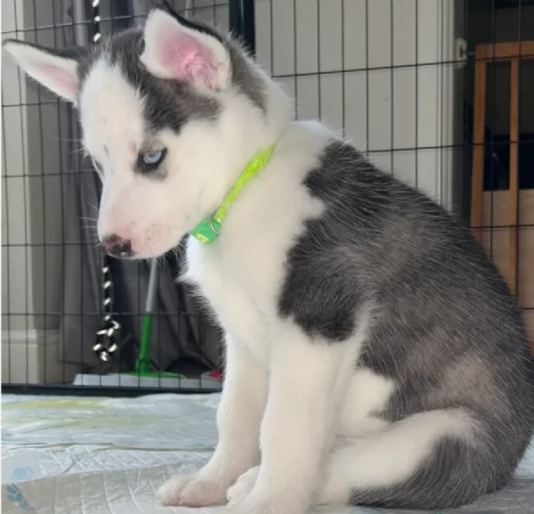 disponibili per l'adozione cuccioli di Husky di alta qualit&agrave;. | Foto 2