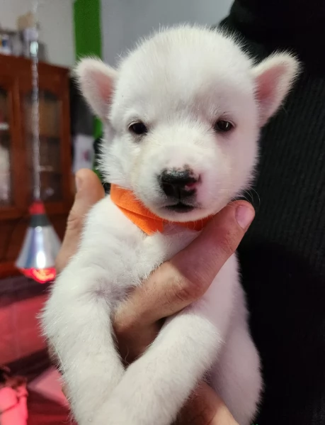 disponibili per l'adozione cuccioli di Husky di alta qualit&agrave;. | Foto 1