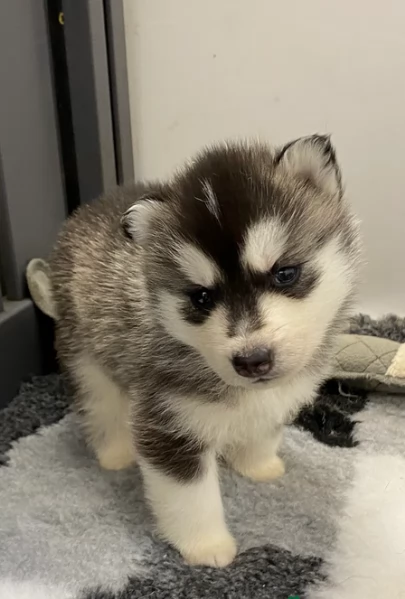 disponibili per l'adozione cuccioli di Husky di alta qualit&agrave;. | Foto 0