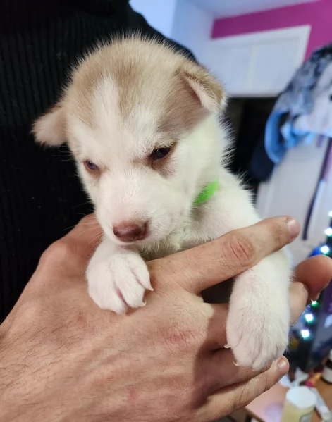 disponibili per l'adozione cuccioli di Husky di alta qualit&agrave;. | Foto 3