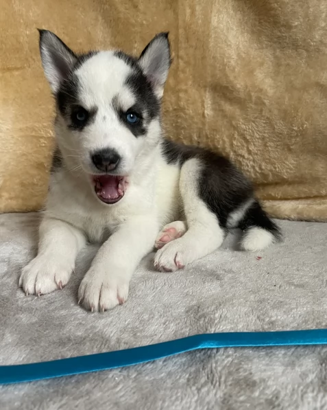 disponibili per l'adozione cuccioli di Husky di alta qualit&agrave;. | Foto 6