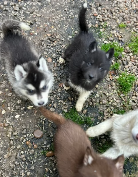 disponibili per l'adozione cuccioli di Husky di alta qualit&agrave;. | Foto 5