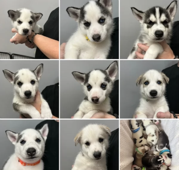 disponibili per l'adozione cuccioli di Husky di alta qualit&agrave;.
