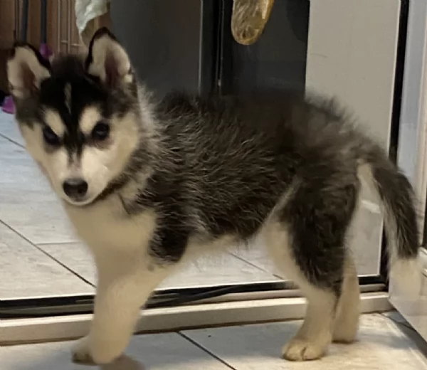 disponibili per l'adozione cuccioli di Husky di alta qualit&agrave;. | Foto 2