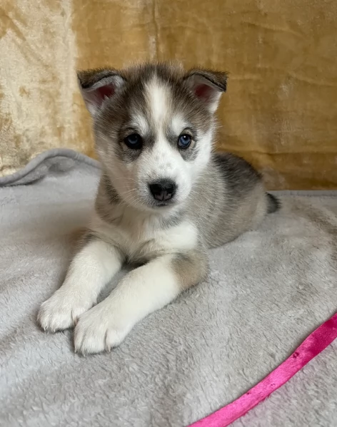 disponibili per l'adozione cuccioli di Husky di alta qualit&agrave;. | Foto 1