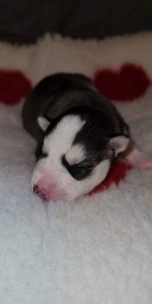 disponibili per l'adozione cuccioli di Husky di alta qualit&agrave;. | Foto 0