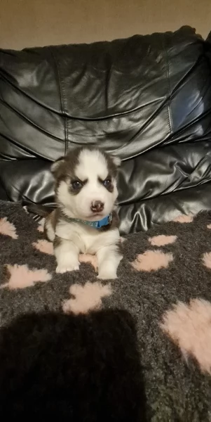 disponibili per l'adozione cuccioli di Husky di alta qualit&agrave;. | Foto 0