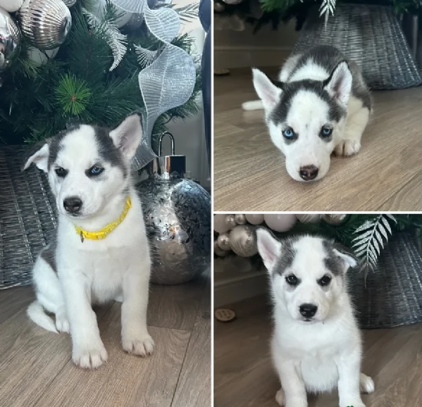 disponibili per l'adozione cuccioli di Husky di alta qualit&agrave;. | Foto 5