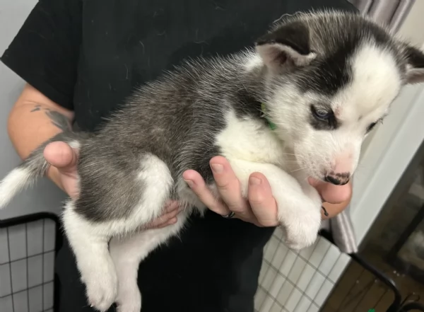 disponibili per l'adozione cuccioli di Husky di alta qualit&agrave;. | Foto 4
