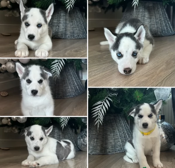 disponibili per l'adozione cuccioli di Husky di alta qualit&agrave;. | Foto 1