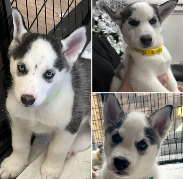 disponibili per l'adozione cuccioli di Husky di alta qualit&agrave;. | Foto 0