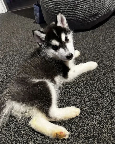 disponibili per ladozione cuccioli di Husky di alta qualitagrave | Foto 3