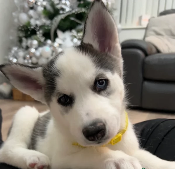 disponibili per ladozione cuccioli di Husky di alta qualitagrave | Foto 6