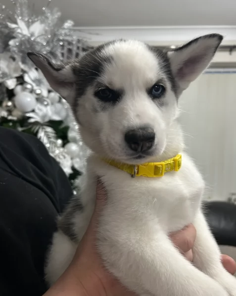 disponibili per ladozione cuccioli di Husky di alta qualitagrave | Foto 4