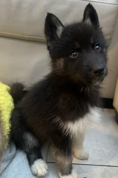 disponibili per ladozione cuccioli di Husky di alta qualitagrave | Foto 1