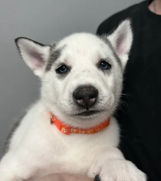 disponibili per ladozione cuccioli di Husky di alta qualitagrave | Foto 3