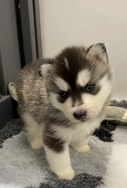 disponibili per ladozione cuccioli di Husky di alta qualitagrave | Foto 5