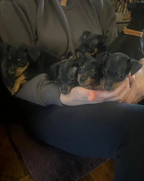 Pinchers cuccioli maschio e femmina per adozione regalo | Foto 4