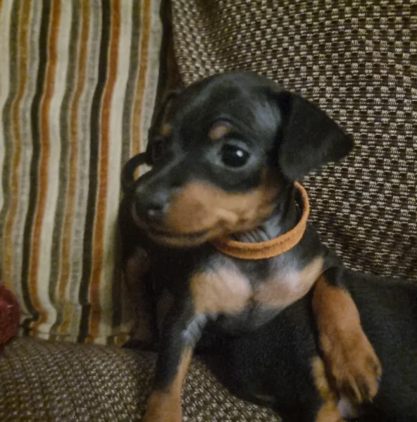 Pinchers cuccioli maschio e femmina per adozione regalo