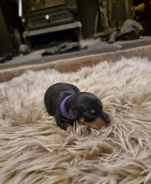 Pinchers cuccioli maschio e femmina per adozione regalo | Foto 3