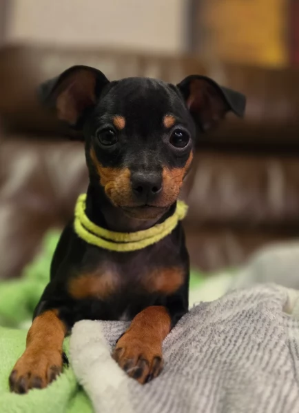 Pinchers cuccioli maschio e femmina per adozione regalo | Foto 3