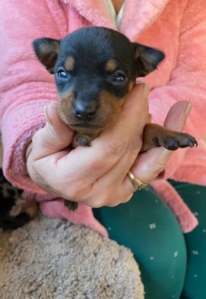 Pinchers cuccioli maschio e femmina per adozione regalo | Foto 1