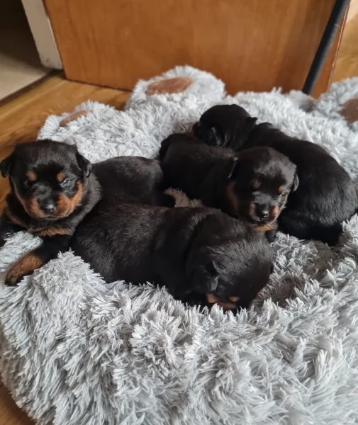 regalo cuccioli di razza pura rottweiler | Foto 0