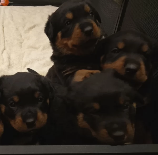 regalo cuccioli di razza pura rottweiler