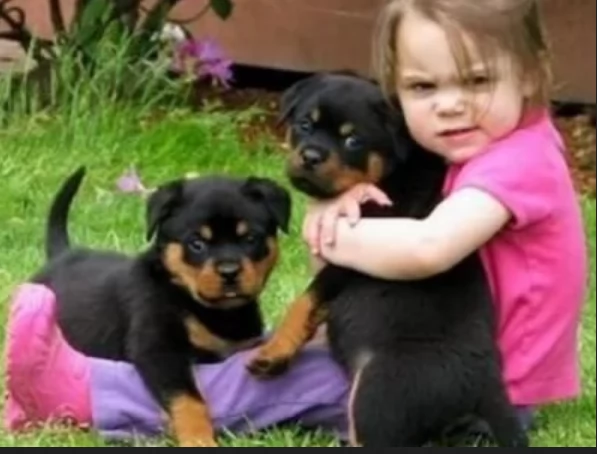 regalo cuccioli di razza pura rottweiler | Foto 1