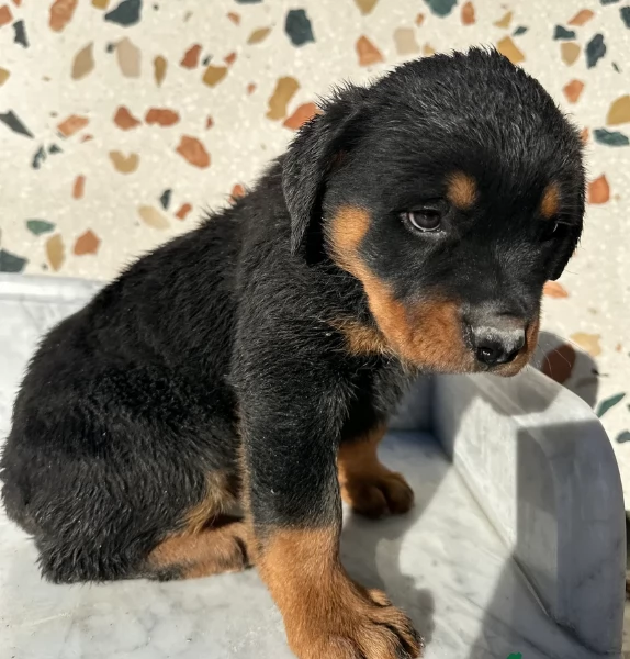 regalo cuccioli di razza pura rottweiler | Foto 5