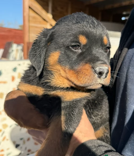 regalo cuccioli di razza pura rottweiler | Foto 0