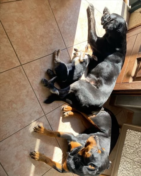 regalo cuccioli di razza pura rottweiler