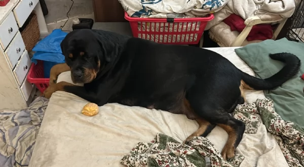 regalo cuccioli di razza pura rottweiler | Foto 2