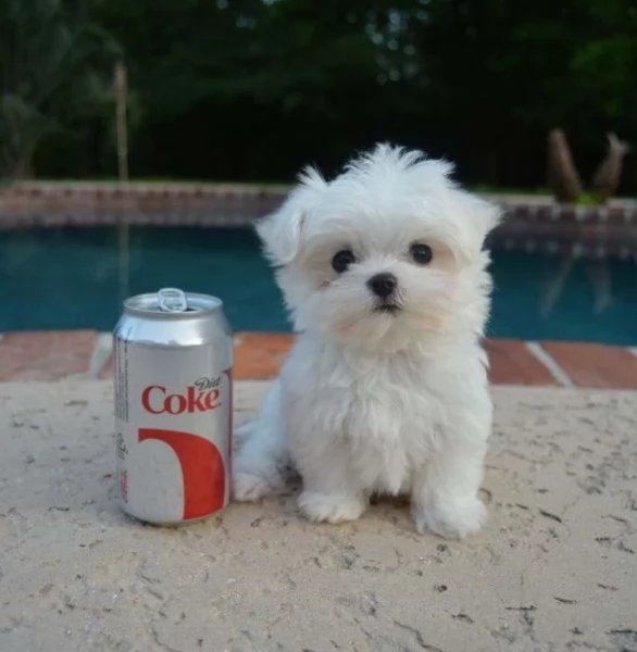 Disponibili splendidi cuccioli di Maltese pronti per l'adozione