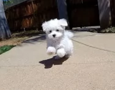 Disponibili splendidi cuccioli di Maltese pronti per l'adozione | Foto 0