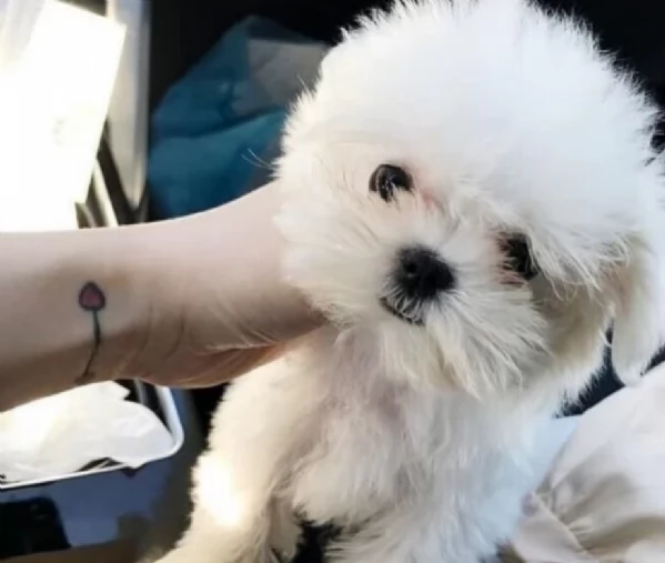 Disponibili splendidi cuccioli di Maltese pronti per ladozione | Foto 3