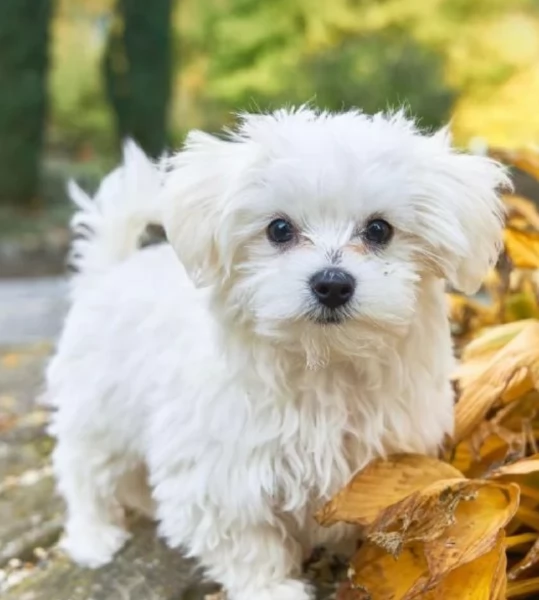 Disponibili splendidi cuccioli di Maltese pronti per ladozione