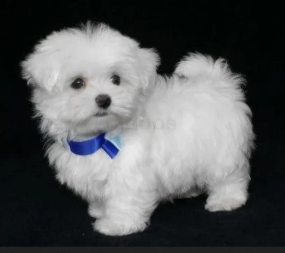 Disponibili splendidi cuccioli di Maltese pronti per ladozione | Foto 1