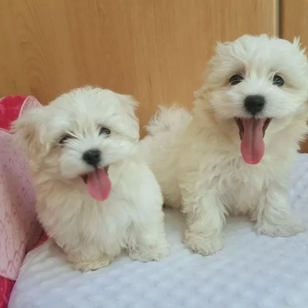 Disponibili splendidi cuccioli di Maltese pronti per ladozione | Foto 3