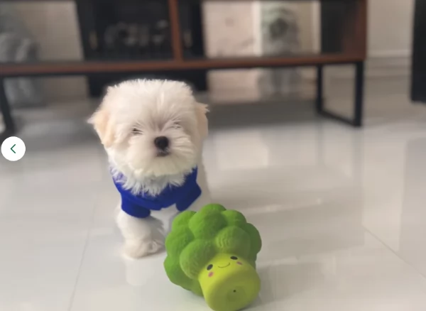 Disponibili splendidi cuccioli di Maltese pronti per ladozione | Foto 1