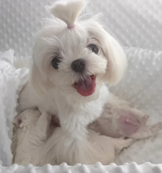 Disponibili splendidi cuccioli di Maltese pronti per ladozione | Foto 5