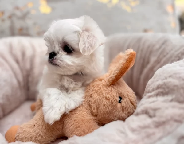 Disponibili splendidi cuccioli di Maltese pronti per ladozione | Foto 2