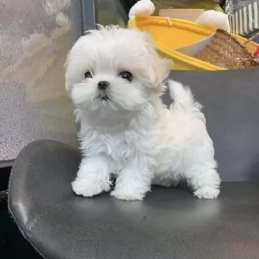 Disponibili splendidi cuccioli di Maltese pronti per ladozione | Foto 3