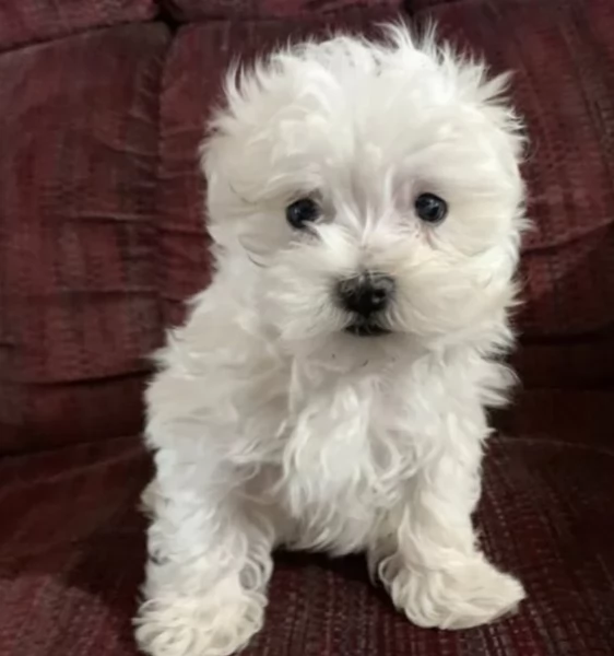 Disponibili splendidi cuccioli di Maltese pronti per ladozione