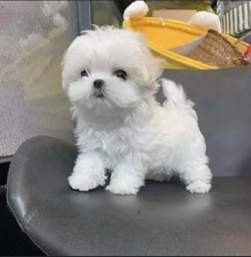 Disponibili splendidi cuccioli di Maltese pronti per ladozione | Foto 4