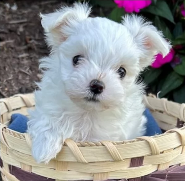 Disponibili splendidi cuccioli di Maltese pronti per ladozione | Foto 6